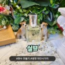 골든힐 쇼핑센타 | [광명 실브] 프라이빗한 나만의 향수 만들기 광명 향수공방 원데이클래스