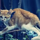 멍이와 양이 이미지