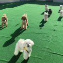 486독스쿨 이미지