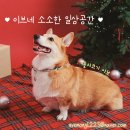 블랑 | 웨딩 촬영 드레스 2부 드레스 달리아블랑 피팅 후기