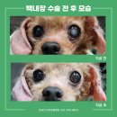 윤성진 안과/외과 동물병원 | 분당 강아지 안과에서 진행한 백내장 수술, 양안 시력 회복 성공