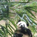 디차이나 | 중국 청두 베이징 레이오버 경유 여행 에어차이나 CA1406 기내식 핸드폰 충전 보조배터리 주의사항