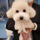 커몽커몽펫 이미지