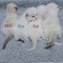 매료 돌스(MAELYO DOLLS) 네이버블로그