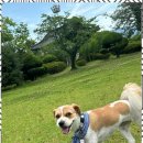 멍줍 강아지 산책 유치원 이미지