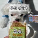 홍천 개아빠 이미지