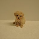 유올펫 강아지고양이 청주점 이미지