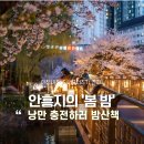 애련정 | 서포터즈 | 벚꽃과 야경을 함께, 이천 안흥지 애련정 밤 산책