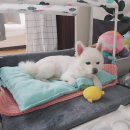 나한테 반하개 | 성대애견미용 폼피츠 미용 애견미용스트레스도 덜한 반하개:)