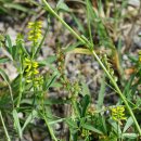 주름전동싸리 Melilotus officinalis (L.) Lam.(콩과 전동싸리속) 이미지