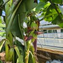 몽키바나나 이미지