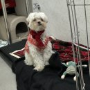 투비어스 | 만남(롯데월드몰 피에프창 &amp; 영등포구청 럭키어스) | 🏃🏻‍♀️유산소 1시간 도젼| 리쥬란힐러+더마샤인(🐶아픔)