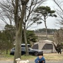 삼원레저타운 | [서산 삼원레저타운 캠핑장 ] 탁 트인 잔디밭에서 가족·애견동반 힐링 캠핑 사이트 벚꽃 4월초