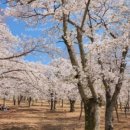 불국사상가시장 이미지