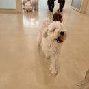 꼬순 유치원 | 25. 7월 넷째주 - 라떼와 동거🐾🐾