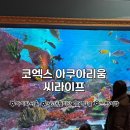 [서울]씨라이프 코엑스 아쿠아리움 다녀온 후기! 36개월미만 무료입장! 루니의 마지막 무료입장⭐️