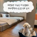 파주풀빌라워라벨호스텔 | 애견동반 가능한 파주풀빌라 워라벨펜션 2호점 숙박 후기