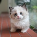 [4분기] 헤어생활미용 및 헤어자격증반 | 양산고양이분양 상담이 인상적이던 미유펫