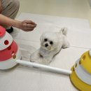 털로덮인친구들 용인죽전점 이미지