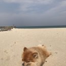 설악해변 네이버블로그