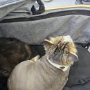 고양이 미용실 방울선생 이미지