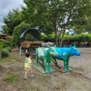 예당흑염소 | 당진 아그로랜드 낙농체험 가능한 태신목장 청보리밭과 동물농장