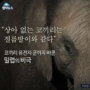 상아 이미지