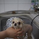 신애견