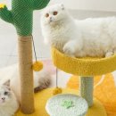 꽁냥꽁냥캣 이미지