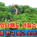 한국 최고의 명품 소나무 가격으로 환산한다면 과연 얼마나될까요? 이미지