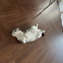 행복보일러