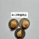 사랑초 블러드 레드아이 나이트프린세스 이미지