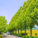 나무 - 서귀포시 화순문화로 12-6 | 나무