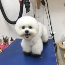 응답하라 몽몽이 이미지