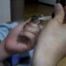 (분양완료) 훈련된 아기 손다람쥐 다람쥐를 분양.. 관심자져주신 분들께 감사합니다 이미지