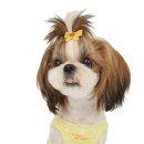 퍼피엔젤 이미지