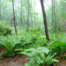 곰배령스케치 이미지