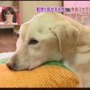 하이디 - 동해시 평원5길 10-4 | 하이디