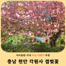 천안 각원사 겹벚꽃 후기 4월 여행지 추천 명소 개화시기 총정리