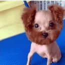 강아지 미용 이미지