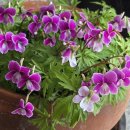 홍학제비꽃 이미지