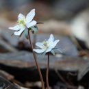 금산군 복수면 백암리/변산바람꽃 이미지