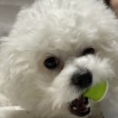효숯불갈비 이미지