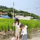 청산도 돌담민박 이미지