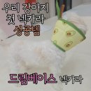 카라말티즈 | [애견 용품]강아지 넥카라, 가벼움에 반한 드림베이스 초경량 3D 통기형 넥카라 선택 후기!