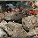 들꽃이야기 이미지