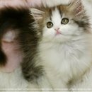 청주해장국 이미지