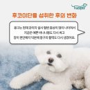 바나나똥