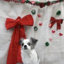 댕댕뷰티 이미지