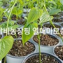 일산종묘사 이미지